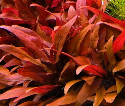 Alternanthera Reineckii