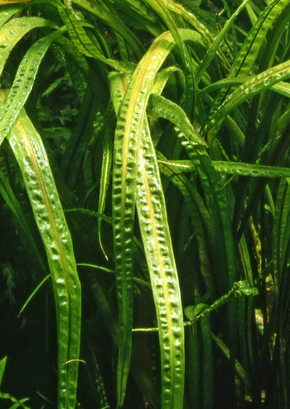 Cryptocoryne Crispatula