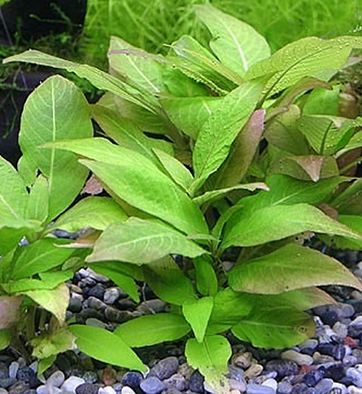 Hygrophila Corymbosa Compact