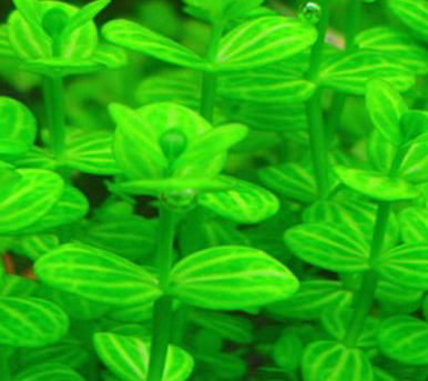 Lindernia Rotundifolia Variegated