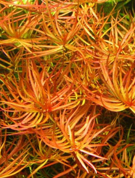Ludwigia Arcuata