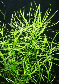 Pogostemon stellatus octopus