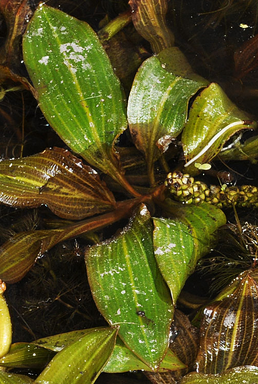 Potamogeton Illinoensis