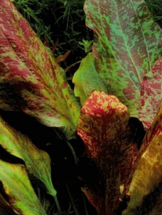 Echinodorus Ozelot Red