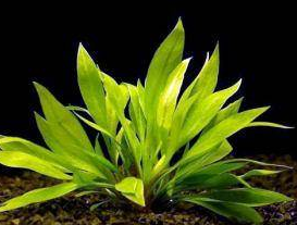 Echinodorus Quadricostatus