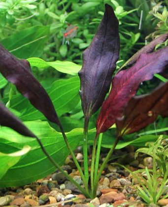 Echinodorus Aflame