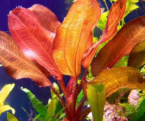 Echinodorus Kleiner Bär