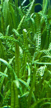 Cryptocoryne Crispatula var. Balansae