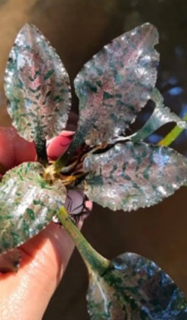 Cryptocoryne Kalimantan