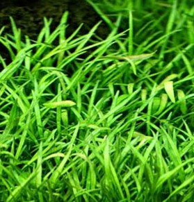 Lilaeopsis Brasiliensis