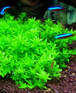 Micranthemum Micranthemoides