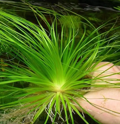 Eriocaulon Breviscapum