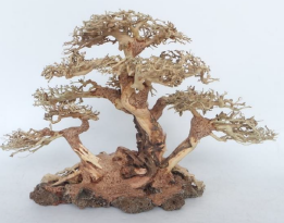 Bonsai Small